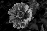 preview bw