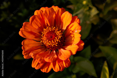image to crop