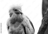 preview bw