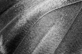 preview bw