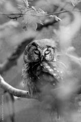 preview bw