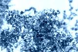 preview cold