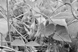 preview bw