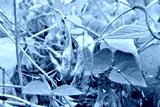 preview cold