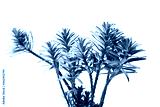 preview cold