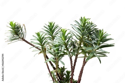 image to crop