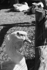 preview bw
