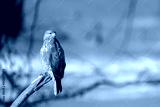 preview cold
