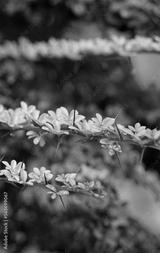 preview bw