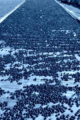 preview cold