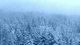 preview cold