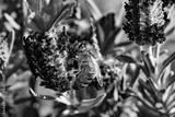 preview bw
