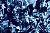 preview cold