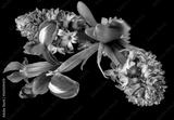 preview bw