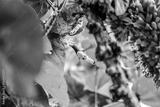 preview bw
