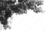 preview bw