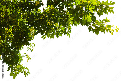 image to crop