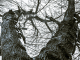 preview original