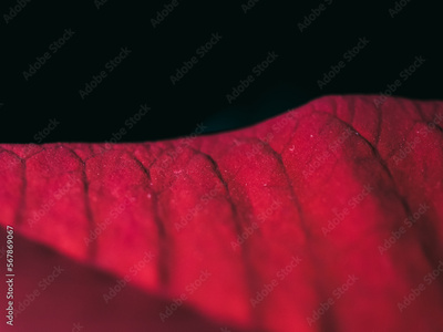 image to crop