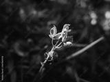 preview bw