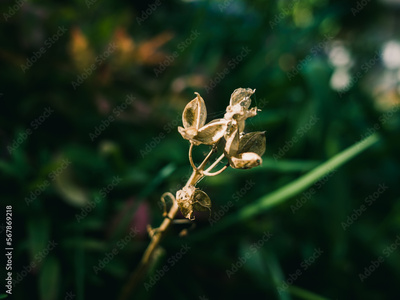 image to crop