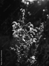 preview bw