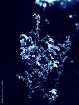 preview cold