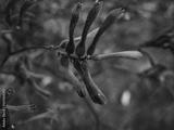 preview bw