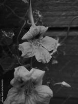 preview bw