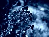 preview cold