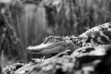 preview bw
