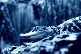 preview cold