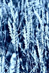 preview cold