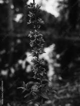 preview bw
