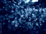 preview cold