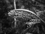 preview bw