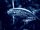 preview cold