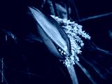 preview cold