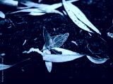 preview cold