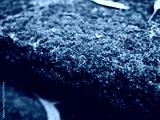 preview cold