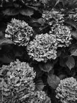 preview bw