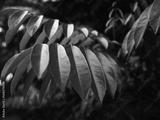 preview bw