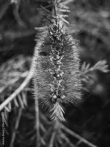 preview bw