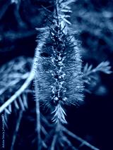 preview cold