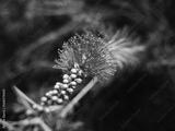 preview bw