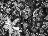 preview bw