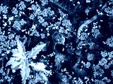 preview cold