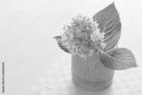preview bw