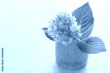 preview cold