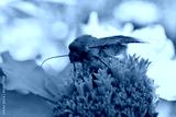 preview cold